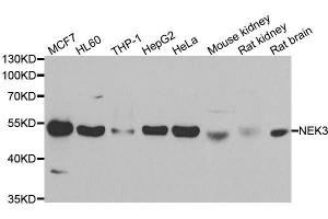 Image no. 1 for anti-NIMA related kinase 3 (NEK3) antibody (ABIN6144520)