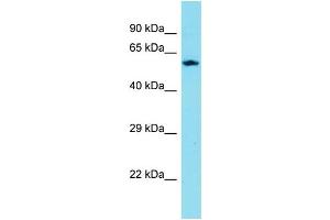 Image no. 1 for anti-CXXC Finger Protein 11 (CXXC11) (C-Term) antibody (ABIN2791389)