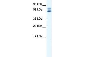 Image no. 1 for anti-Zinc Finger and BTB Domain Containing 38 (ZBTB38) (N-Term) antibody (ABIN927667)
