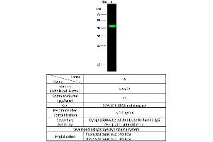 Image no. 3 for anti-N-Myc Downstream Regulated 1 (NDRG1) (AA 1-394) antibody (ABIN2692706)