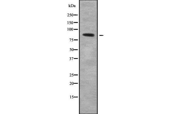 anti-Collectin Sub-Family Member 12 (COLEC12) (C-Term) antibody