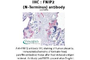 Image no. 1 for anti-Folliculin Interacting Protein 2 (FNIP2) (N-Term) antibody (ABIN1734393)