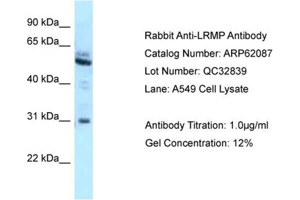 LRMP Antikörper  (C-Term)