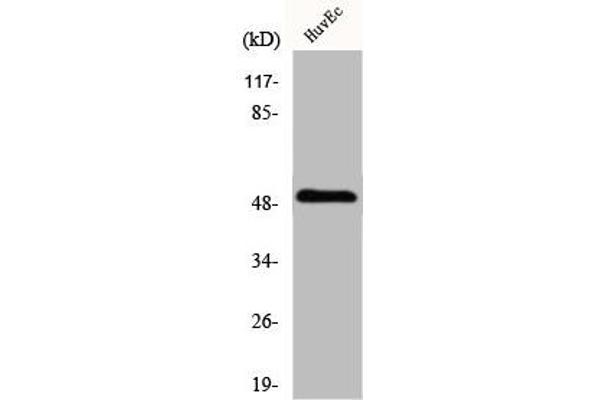 ITPKA antibody  (C-Term)