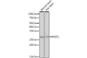 BNIP1 抗体
