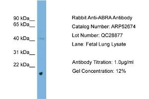Image no. 2 for anti-Actin-Binding rho Activating Protein (ABRA) (Middle Region) antibody (ABIN2785041)