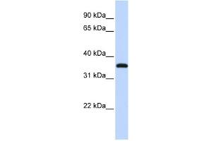 anti-Vestigial Like 3 (VGLL3) (Middle Region) antibody