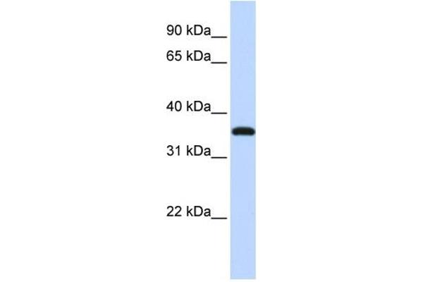 anti-Vestigial Like 3 (VGLL3) (Middle Region) antibody