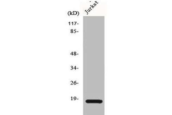 Cofilin1/2 (CFL1/2) (Internal Region) antibody