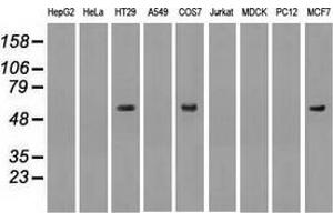 Image no. 2 for anti-Nuclear Receptor Binding Protein 1 (NRBP1) antibody (ABIN2727620)