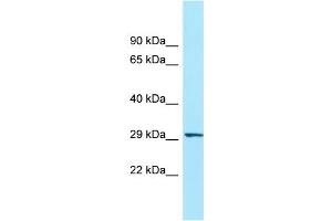 Image no. 1 for anti-ORAI Calcium Release-Activated Calcium Modulator 3 (ORAI3) (N-Term) antibody (ABIN2789819)