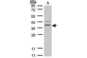 WB Image Sample(30 μg of whole cell lysate) A:H1299 12% SDS PAGE antibody diluted at 1:1000