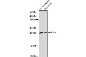 Eppin anticorps  (AA 22-133)