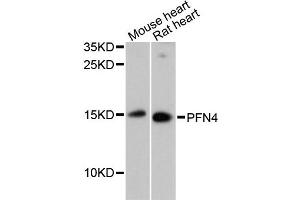 Profilin 4 antibody