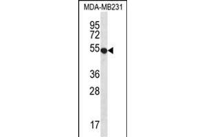 GPR34 Antikörper  (AA 232-261)