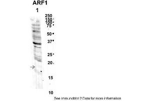 Image no. 2 for anti-ADP-Ribosylation Factor 1 (ARF1) (Middle Region) antibody (ABIN2783267)