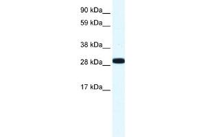 Image no. 2 for anti-Annexin A4 (ANXA4) (N-Term) antibody (ABIN2774909)
