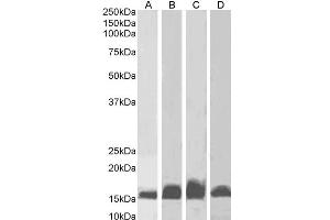 Image no. 2 for anti-Allograft Inflammatory Factor 1 (AIF1) (C-Term) antibody (ABIN184738)