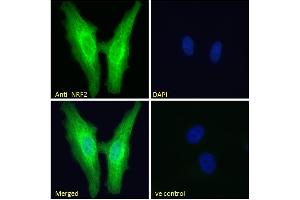 Image no. 4 for anti-Nuclear Factor (erythroid-Derived 2)-Like 2 (NFE2L2) (AA 445-458) antibody (ABIN768601)