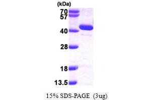 Image no. 1 for 3'(2'), 5'-Bisphosphate Nucleotidase 1 (BPNT1) (AA 1-308) protein (His tag) (ABIN667334)