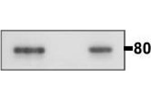 Calmegin antibody  (C-Term)