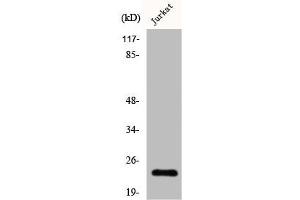 Claudin 19 antibody  (Internal Region)