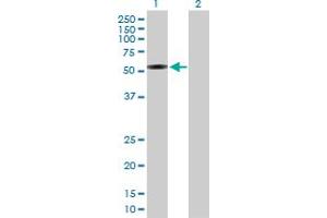 Image no. 1 for anti-Interferon Related Developmental Regulator 1 (IFRD1) (AA 1-451) antibody (ABIN516935)