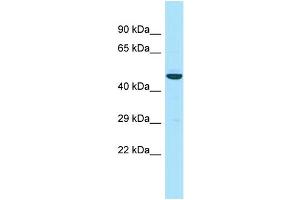 Image no. 1 for anti-Apolipoprotein L, 3 (APOL3) (N-Term) antibody (ABIN2790516)