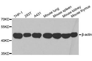 Image no. 3 for anti-Actin, beta (ACTB) antibody (ABIN3020547)