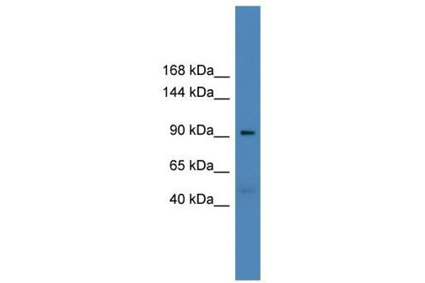 anti-Ubiquitin Specific Peptidase 20 (USP20) (Middle Region) antibody