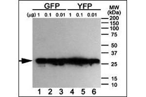 Western blot analysis of anti-GFP Mab ABIN387749 using purified GFP, YFP and BFP proteins expressed in bacteria: Both GFP (Lanes 1-3) and YFP (Lanes 4-6) but not BFP (data not shown) were detected using the purified Mab.