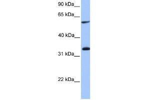 Image no. 1 for anti-Testis-Specific serine Kinase Substrate (TSKS) (Middle Region) antibody (ABIN2785556)