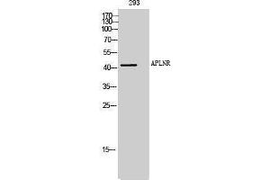 Image no. 1 for anti-Apelin Receptor (APLNR) (Internal Region) antibody (ABIN3183316)