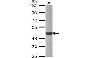 Image no. 3 for anti-Actin, beta (ACTB) (N-Term) antibody (ABIN2854709)