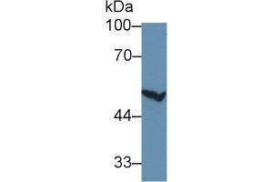 CYP2E1 Antikörper  (AA 34-273)