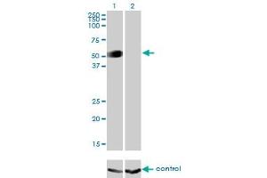 Image no. 2 for anti-GATA Binding Protein 2 (GATA2) (AA 1-102) antibody (ABIN561002)