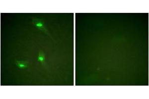 Immunofluorescence analysis of HeLa cells, using GTPase Activating Protein (Phospho-Ser387) Antibody.