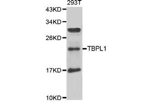 Image no. 1 for anti-TBP-Like 1 (TBPL1) antibody (ABIN2560318)