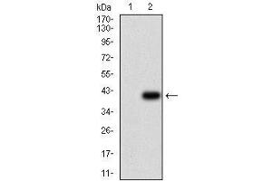 Image no. 2 for anti-ATP-Binding Cassette, Sub-Family B (MDR/TAP), Member 1 (ABCB1) (AA 632-693) antibody (ABIN1724923)