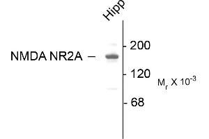 Image no. 1 for anti-Glutamate Receptor, Ionotropic, N-Methyl D-Aspartate 2a (GRIN2A) (C-Term) antibody (ABIN361396)