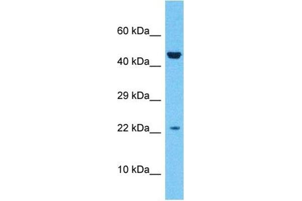 ZNF576 antibody  (Middle Region)