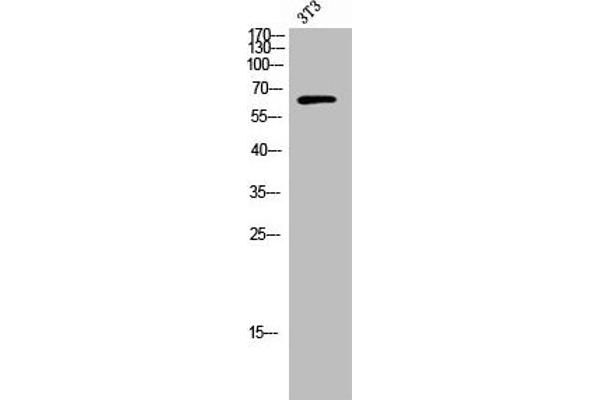 RFTN1 抗体  (C-Term)