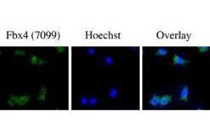 Image no. 2 for anti-F-Box Protein 4 (FBXO4) (N-Term) antibody (ABIN233769)