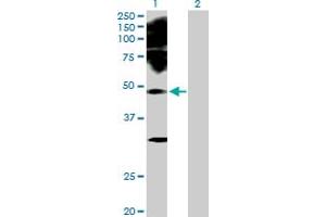 Image no. 1 for anti-Paired Box Gene 2a (PAX2A) (AA 1-431) antibody (ABIN518622)