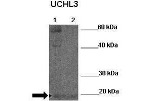 Image no. 2 for anti-Ubiquitin Carboxyl-terminal Esterase L3 (Ubiquitin Thiolesterase) (Uchl3) (N-Term) antibody (ABIN2787791)