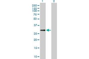 Western Blot analysis of C12orf46 expression in transfected 293T cell line by C12orf46 MaxPab polyclonal antibody.