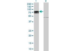 Image no. 2 for anti-Interleukin 22 Receptor, alpha 1 (IL22RA1) (AA 19-574) antibody (ABIN566194)