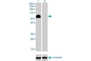 Image no. 2 for anti-SP100 Nuclear Antigen (SP100) (AA 1-98) antibody (ABIN562971)