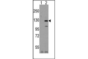 Image no. 1 for anti-Dishevelled Associated Activator of Morphogenesis 1 (DAAM1) (N-Term) antibody (ABIN357855)
