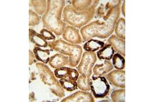 Image no. 1 for anti-Negative Regulator of Reactive Oxygen Species (NRROS) (AA 618-648), (C-Term) antibody (ABIN953217)